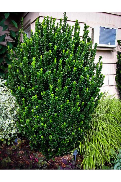 Euonymus japonica Green Spire в ландшафті 